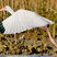 White Ibis